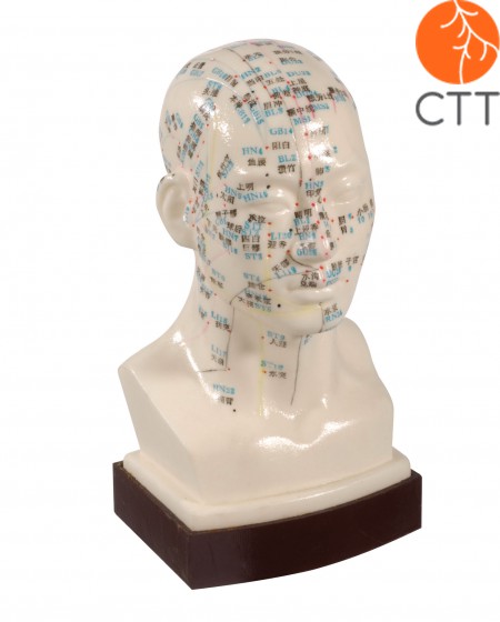 Professional acupuncture head model, 21cm