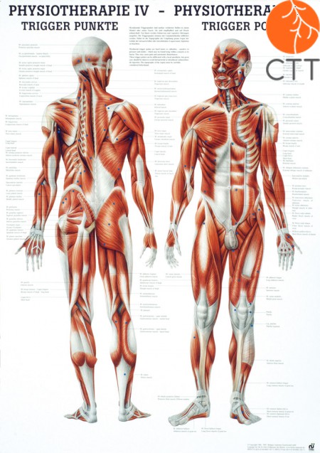 Poster Physiotherapy IV - THE TRIGGER POINTS, 50 x 70cm, German and English, paper with fine metal bars