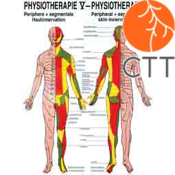 Poster Physiotherapy V, 50 x 70 cm, peripheral and segmental skin innervation, with fine metal bar on top and bottom 