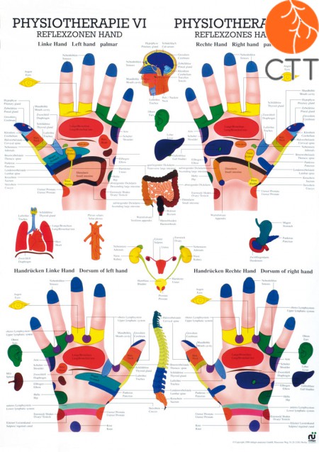 Poster (Anatomical Chart) Physiotherapy VI