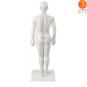 human body model, 50cm showing Meridians and acupoints