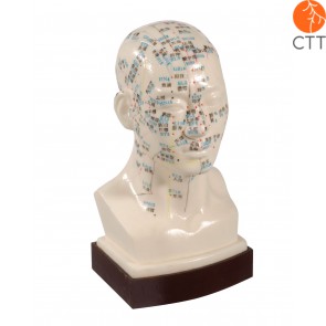 Professional acupuncture head model, 21cm