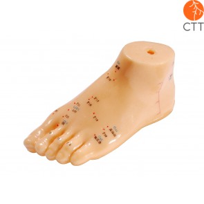 Foot model, soft plastic, 15cm, English and Chinese lettering