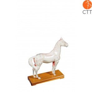 Horse model with acupuncture points