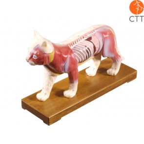 Professional model cat with acupuncture points, hard plastic with base