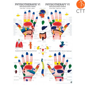 Poster (Anatomical Chart) Physiotherapy VI