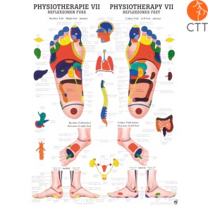 Poster (Anatomical Chart) Physiotherapy VII