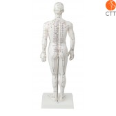 human body model, 50cm showing Meridians and acupoints