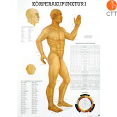 Poster (Anatomical Chart) Body acupuncture I
