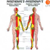 Poster Physiotherapy V, 50 x 70 cm, peripheral and segmental skin innervation, with fine metal bar on top and bottom 