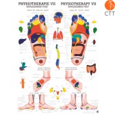 Poster (Anatomical Chart) Physiotherapy VII