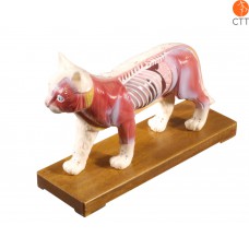 Professional model cat with acupuncture points, hard plastic with base