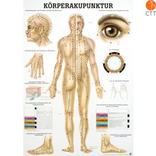 Teaching board body acupuncture of paper, plasticized, with metal bars, 70 x 100cm