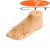 Foot model, soft plastic, 15cm, English and Chinese lettering