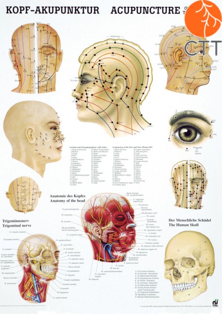 Poster Kopfakupunktur Kopf