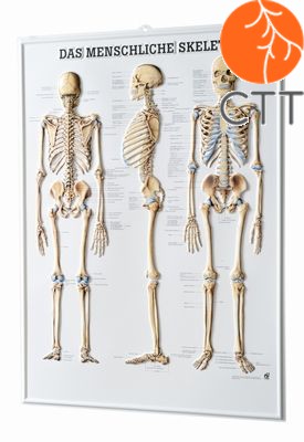 Relieftafel Skelett, 54 x 74cm, 3-D-Relief-Poster