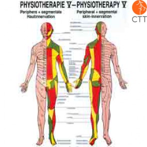 Poster Physiotherapie V, 50 x 70 cm, Periphere & segmentale Hautinnervation bei CTT Ihrem Partner fuer Komplemenaermedizin seit 1998 kaufen
