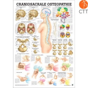 Craniosacrale Osteopathie, Lehrtafel 70 x 100cm