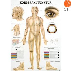 Lehrtafel Körperakupunktur aus Papier, mit Metalleisten, 70 x 100cm