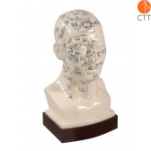 Professionelles Akupunktur-Kopfmodell, Hartplastik 21cm