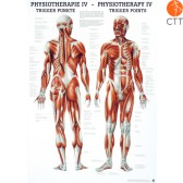 Poster Physiotherapie IV - DIE TRIGGER PUNKTE, 50 x 70cm, deutsch und englisch, Papier mit feinen Metalleisten