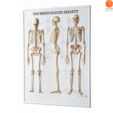 Relieftafel Skelett, 54 x 74cm, 3-D-Relief-Poster