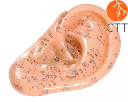 modèle d'oreille en plastique souple, environ 13 cm, avec inscription en anglais et en chinois