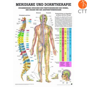 Meridiane und Dorntherapie, 70 x 100cm