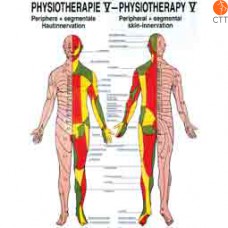 Planche d'enseignement Physiothérapie V chez CTT votre partenaire pour la medecine complementaire depuis 1998