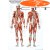 Poster Physio IV - Points Trigger, planche d´enseignement, 50 x 70cm